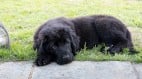 都柏林的幽灵逸闻忠犬与图书馆灵魂(图)
