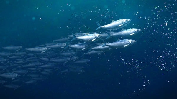 鲱鱼 动物 生物 海洋 442378816