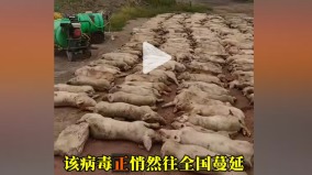 河南等省爆發豬蓋塔病毒死亡率極高正向全國蔓延(組圖)