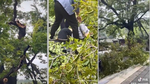 潭柘寺古樹枝椏斷裂列墜地