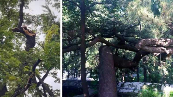 潭柘寺古樹斷裂有故事歪脖子樹靜候習近平光臨(組圖)