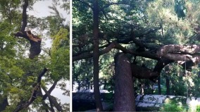 潭柘寺古樹斷裂有故事歪脖子樹靜候習近平光臨(組圖)