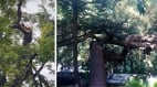 潭柘寺古树断裂有故事歪脖子树静候习近平光临(组图)