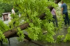 大凶被誉为帝王生死晴雨表的潭柘寺古树干又突然折断(多图)
