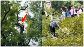 習近平大兇之兆神秘「千年古樹」突斷裂(圖)