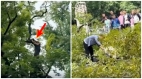 习近平大凶之兆神秘“千年古树”突断裂(图)