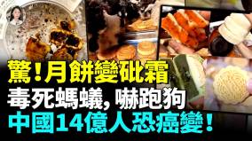 震驚中國月餅變砒霜毒死螞蟻嚇跑狗被美貼致癌標籤中秋拒買月餅滿滿科技狠活(視頻)