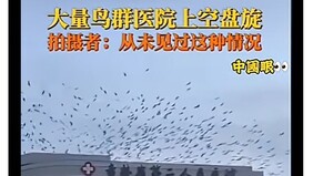 天垂象見凶兆「報喪鳥」大規模集結醫院上空(圖)