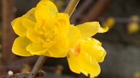 岁末大寒凛冽与暗香梅茶共舞的静美时光(组图)