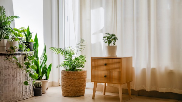 这几款绿植生存力超强新手也能养好(组图)