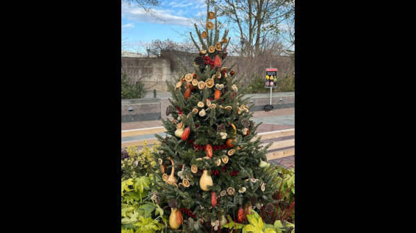  图片10:国家植物园室外的圣诞树，所有装饰都是植物果实制成。（摄影：曹明/看中国）