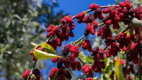 「門前不栽桑屋後不種柳」背後含義(圖)