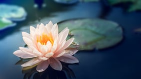 莲花为现代科技带来的启示(图)