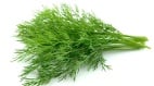 地里的一把小茴香东西方用法大不同(图)
