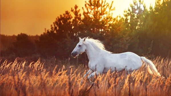 汉明帝夜梦金人白马寺的传奇故事(图)
