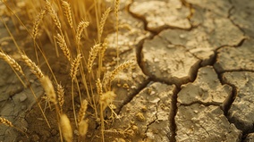 百万人饿死毛建议一天吃五顿(图)