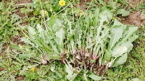 這八款田間野菜你都吃過哪些(組圖)