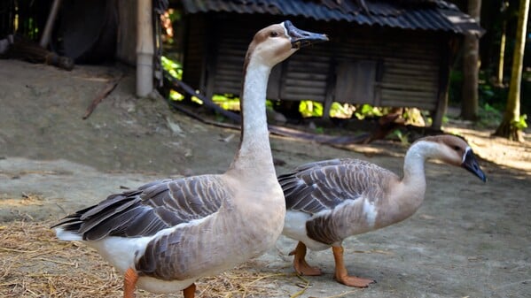 动物 鹅 506659663