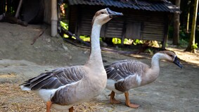 萬物皆有靈屠刀面前大鵝流淚(圖)