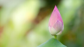 神不看祭品只看人心(圖)