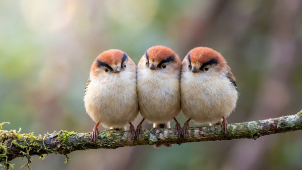 这些鸟你见过几种第3种美到不像真的(组图)