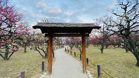 【立春说梅】冬去春来梅传佳音(组图)