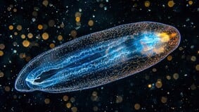 黑暗深海闪耀幽光比恐龙更古老的生命现踪(图)