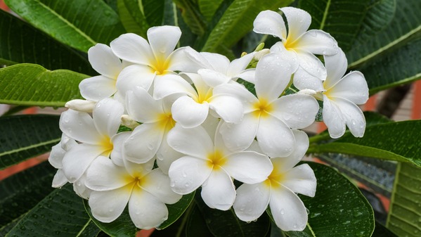 鸡蛋花