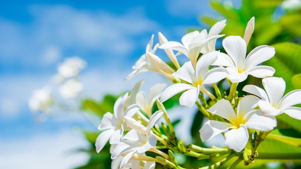 鸡蛋花