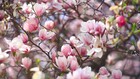 落花也有罪北京玉兰遭“提前处决”(图)