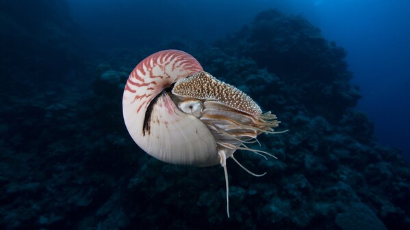 鹦鹉螺 活化石 史前 远古 海洋 383710855