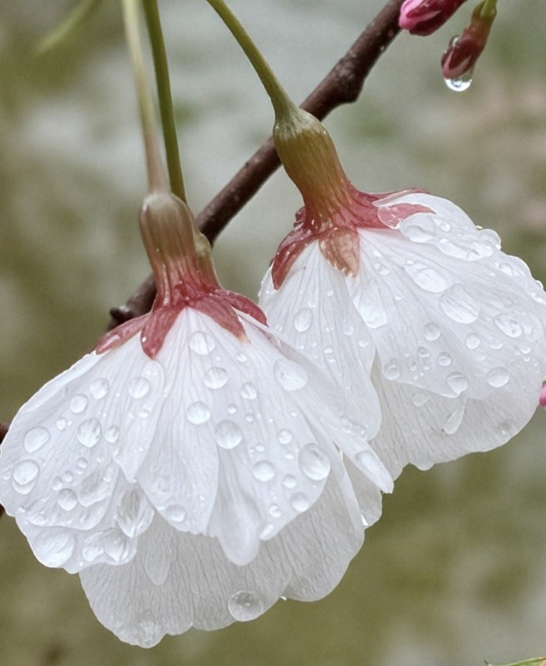 櫻花