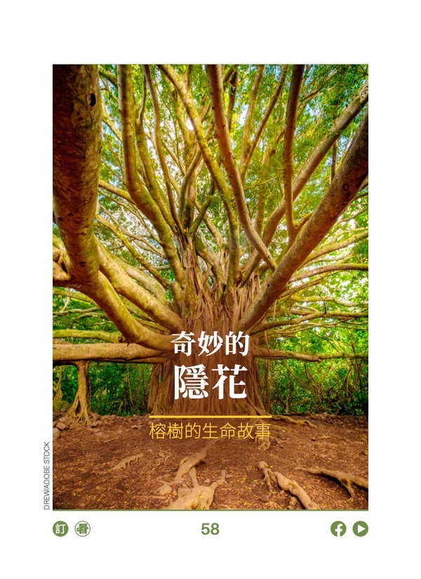 奇妙的隐花 榕树的生命故事