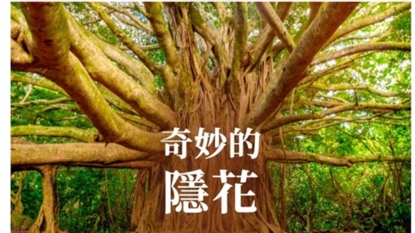 奇妙的隐花榕树的生命故事(图)
