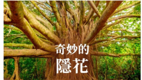 奇妙的隱花榕樹的生命故事(圖)
