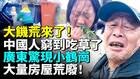 中国人穷到吃草了大量失业者捡垃圾挖野菜(视频)