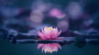 花开与笑颜(视频)