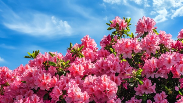 望帝春心托杜鹃 杜鹃花的传说(图)