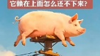 “大白猪趴电线杆”视频疯传传博主遭拘15天(组图)