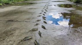 廣西暴雨後「萬魚趕路」奇觀背後藏著生態危機(圖)