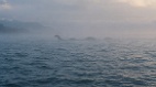 超过两百起目击北美太平洋沿岸的大海怪(图)
