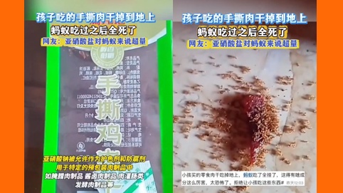 中國手撕肉乾零食碎渣掉落地面，螞蟻群啃食後竟在短時間內集體死亡。