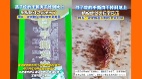海南一儿童零食掉地上蚂蚁吃完竟集体死亡(图)