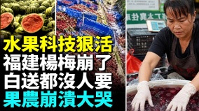“药水杨梅”发酵福建杨梅崩盘(视频)