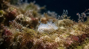 比芝麻还小台湾近海发现全新生物(图)