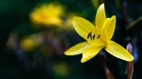 黄花菜都凉了这“黄花”可真不简单呢(图)