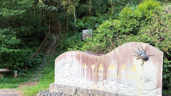 林口森林步道 樹