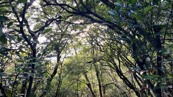 林口森林步道 樹