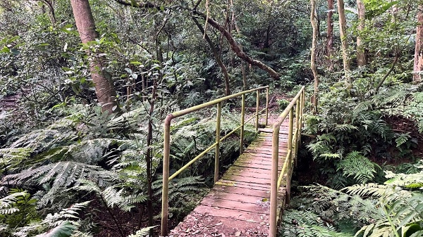 林口森林步道 樹 東倒西歪橋