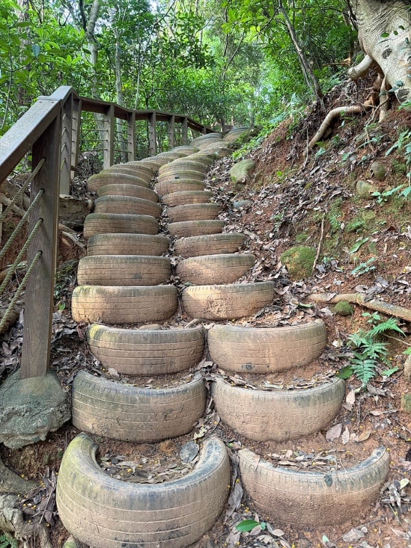 林口森林步道 樹